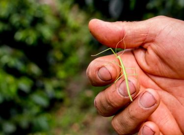 Gran Biodiversidad 