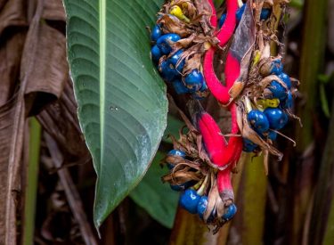 Semilla de Heliconia